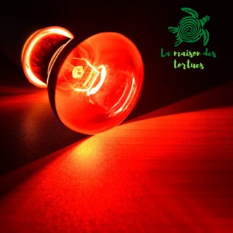 Guide complet sur l’éclairage et le chauffage (terrarium) 5 Ampoule infrarouge