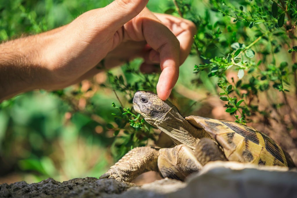 Tortue terrestre qui se fait caresser la tête Tortue terrestre qui se fait caresser la tête
